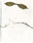 4.5x6 Cotton Invitation