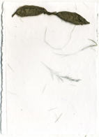 5x7 Cotton Invitation