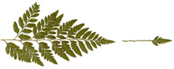 leather fern and misty blue attachments