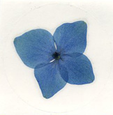 Blue Hydrangea