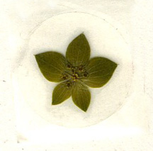 Lamb's ear