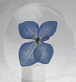 Blue Hydrangea