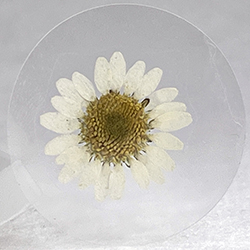 mini daisy