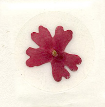 Red Verbena