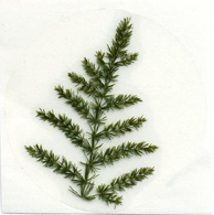 Plumosus Fern