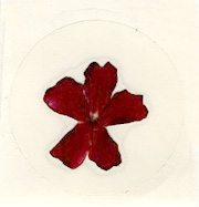 Red Verbena