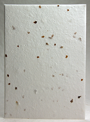 SEED PAPER — Seedlings