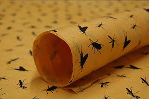 20x30 Lotka Orange Bug Paper